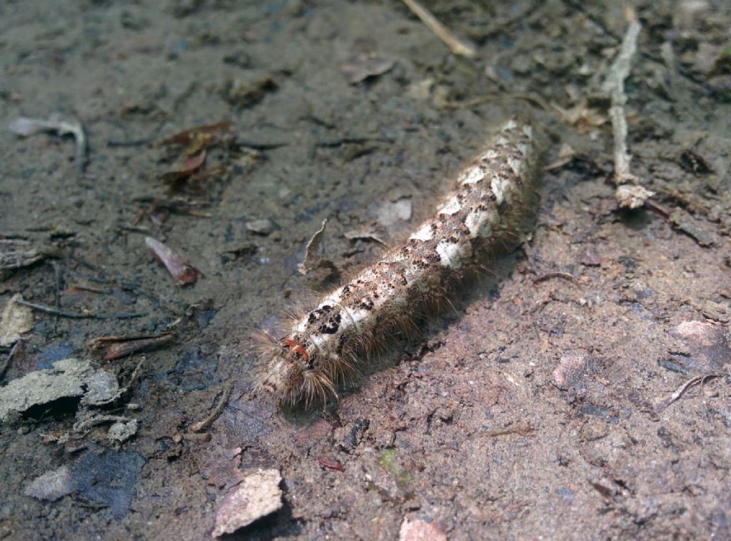 larva di Poecilocampa alpina - Lasiocampidae